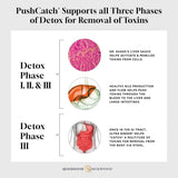 Push Catch Liver Detox Quicksilver Scientific