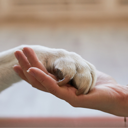 Coping with Pet Loss Class: A Discussion with Dr. Natalie Olden-Stahl